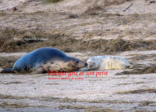 Phoque gris naissance Le Crotoy Baie de Somme